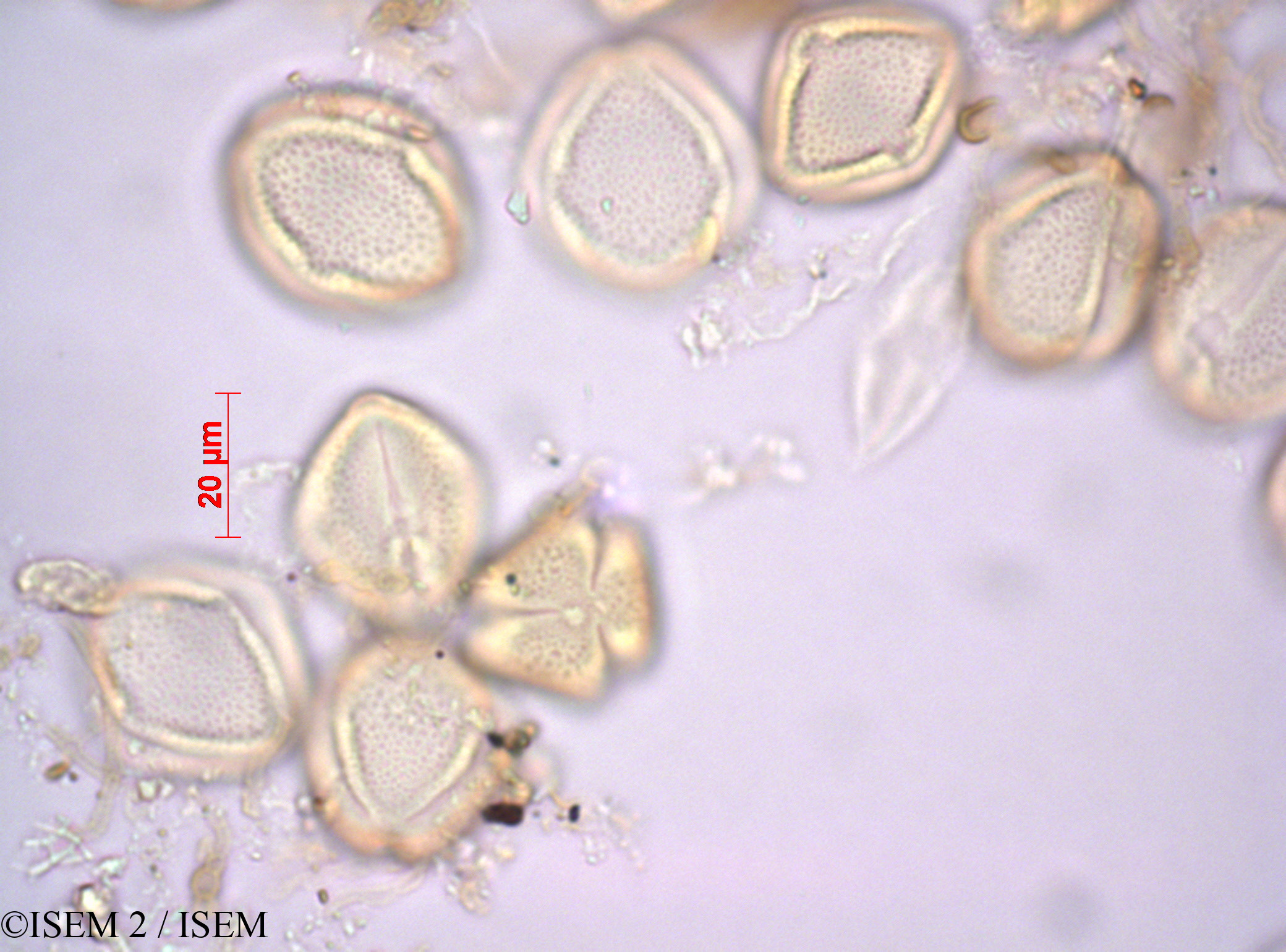 ISEM 2/Cussonia_natalensis_44635/Cussonia_natalensis_44635_0001(copy).jpg